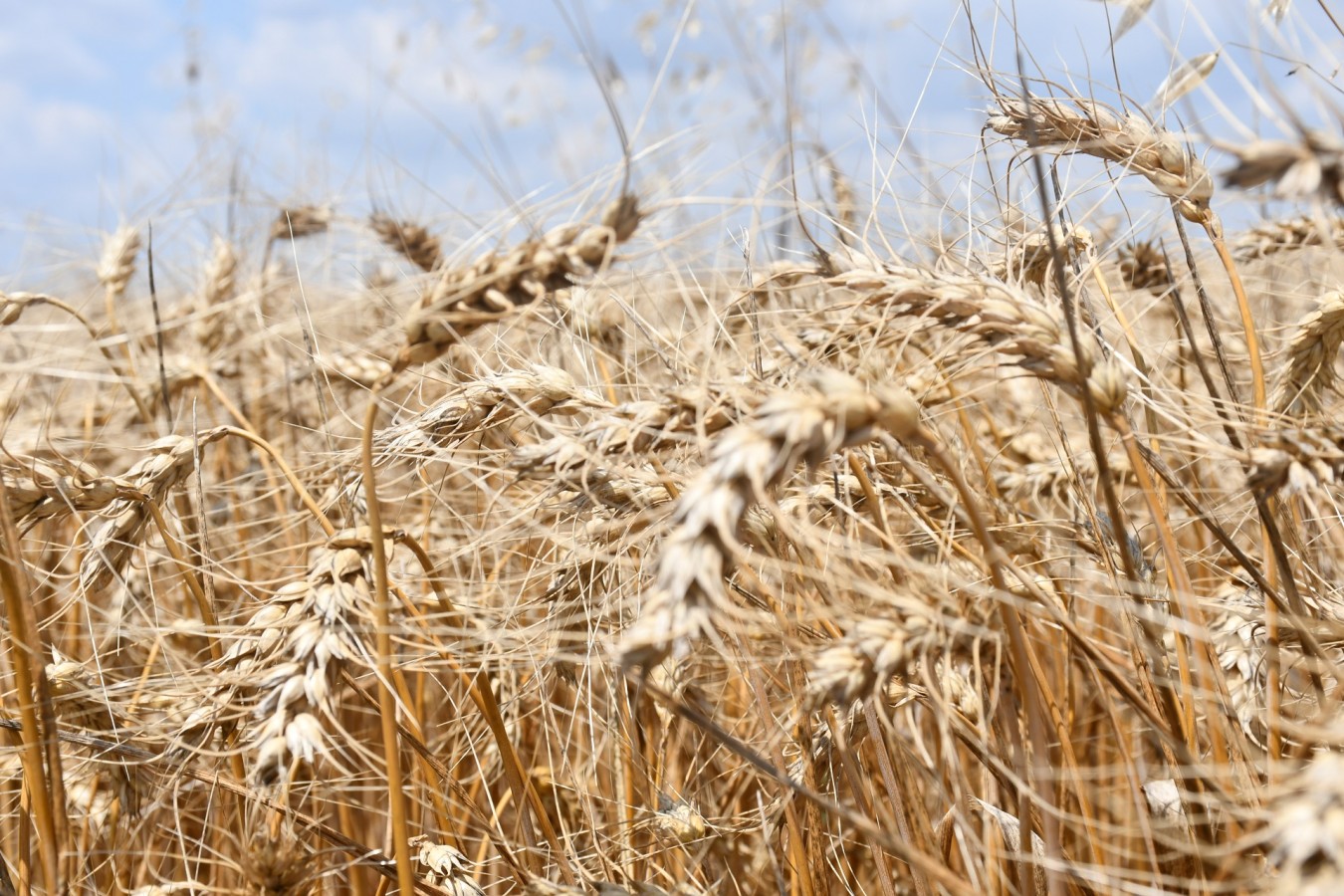 Lüleburgaz Belediyesi buğday hasadı yaptı “Elde edilecek unlar ihtiyaç sahipleriyle paylaşılacak”
